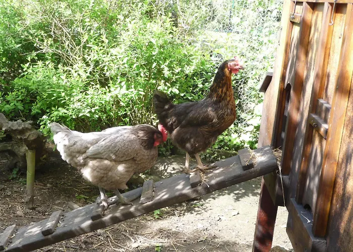 Au Troubadour ליל